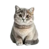 catt