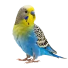pngtree-